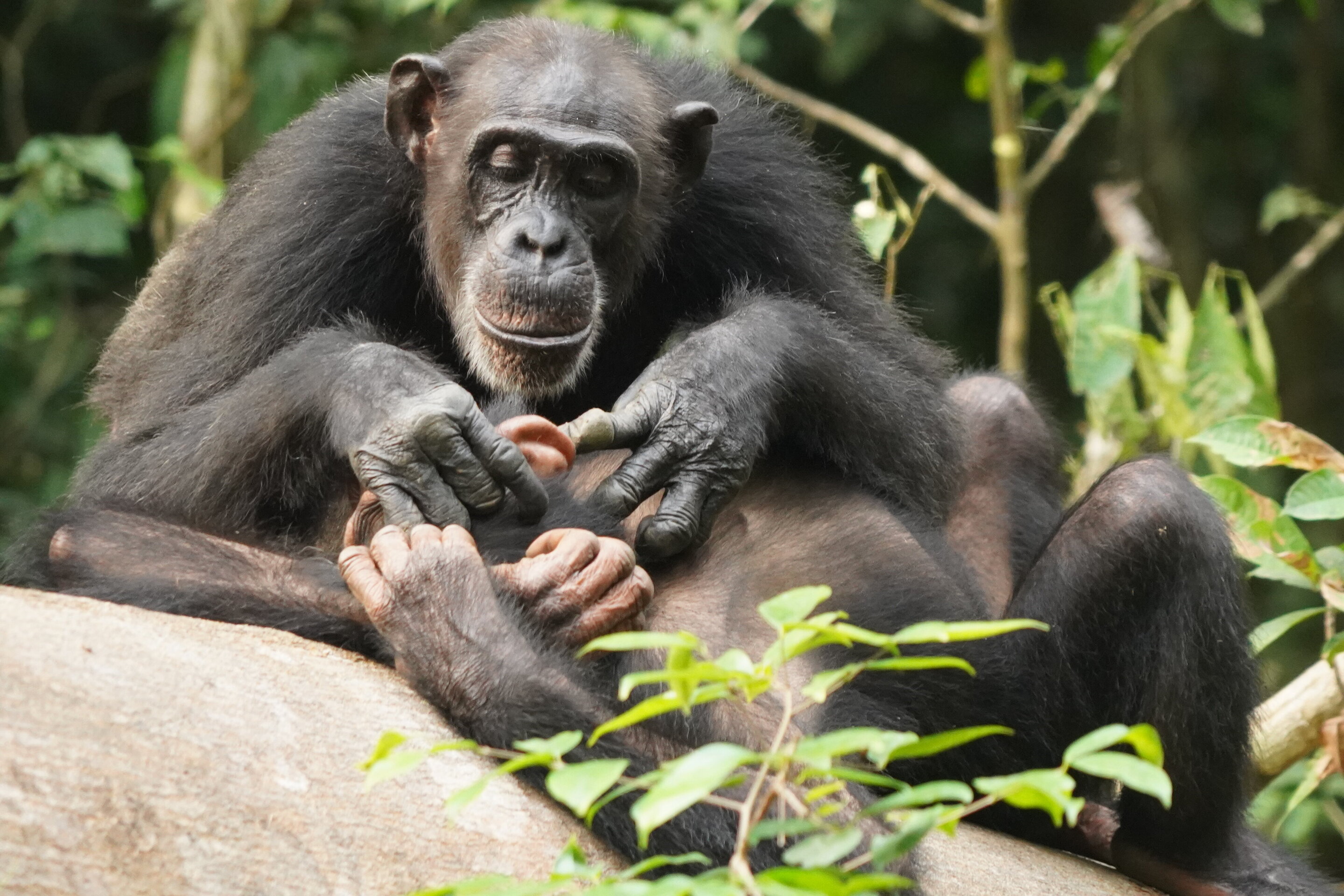 У шимпанзе в соматических клетках 48. Шимпанзе. Мартышка самец. Продолжительность жизни самок шимпанзе. Human and Chimpanzee.
