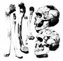 Фосилни остатоци од неандерталецот.