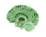 Хипоталамусот, прикажан со црвено, е регион во мозокот кој го регулира гладот, спиењето, температурата на телото и другите активности. 