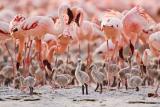 Фламингата ја користат топлата клима за подигање на младите