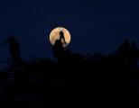 Полната Месечина снимена над Најроби