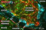 Микроскопските канали минуваат низ черепот – сина боја – на глушецот