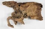 Зачуваните остатоци од праисториското еленче