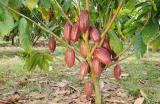 Растението Theobroma cacao 