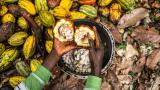 Собирање на зрната од плодот на растението T. cacao