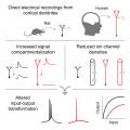 Разликите во функционирањето на мозокот кај глушец и човек