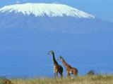 Поглед кон Килиманџаро од африканската савана распослана во подножјето