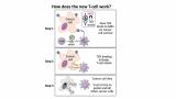 Како Т-клетките го препознаваат и убиваат ракот