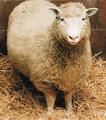 Првото суштество клон на возрасен цицач – овчичката Доли
