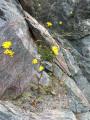 Ендемскиот вид Hieracium hethlandiae којшто може да се најде единствено на Шетландските острови