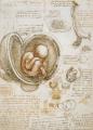 Проучување на анатомијата – Леонардо да Винчи