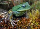 Новиот вид жаби што беше откриен во амазонската џунгла. Фотографијата беше пуштена во оптек од страна на Државната служба за природни заштитени подрачја на Перу.