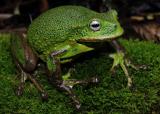 Новиот вид жаби торбари има дебела рапава кожа и е без особени белези на нејзиниот стомак