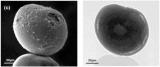 Слика 3: Стаклени топченца во месечевиот реголит.