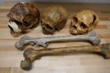 Черепи и бутни коски од неколку видови Хомо кои живееле во различни периоди и услови
