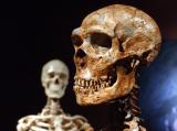Реконструиран скелет од неандерталец, десно, и скелет од современ човек изложен во Природонаучниот музеј во Њујорк. Фото: АП