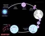 Како функционира mRNA вакцината
