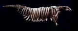 Скелет од Стелерова морска крава, едно од ретките документирани исчезнувања на морски вид.
