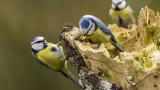 Cyanistes caeruleus – еден од видовите птици вклучен во истражувањето
