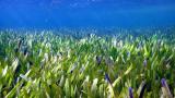 Единственото растение или „клон“ на морската трева Posidonia australis во плитките, облеани со сонце води во Заливот на ајлулите.