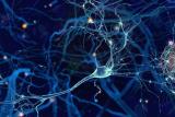 Човечки неврони и синапси, илустрација