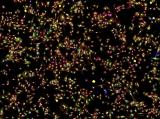 Флуоресцентна микроскопска слика на клетките на рак на белите дробови обоени со антитела против протеините вклучени во клеточниот раст.