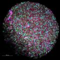Зголемена слика на мозочен органоид произведен во лабораторијата на Томас Хартунг, Универзитет Џон Хопкинс