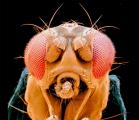 Овошната мушичка Drosophila melanogaster е мошне важен модел организам.