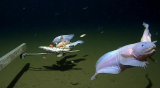Група риби-полжав снимени како пливаат на длабочина помеѓу 7500 и 8200 метри под нивото на морето.