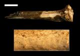 Малите линеарни белези на оваа фосилизирана коска од нога можеле да бидат направени со помош на камени алатки.