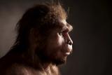 Реконструкција на хомо еректус, вид хоминин кој живеел пред некаде помеѓу 1,6 милиони и 150 000 години.
