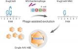 Слика: Nature Chemical Biology (2023). DOI: 10.1038/s41589-023-01481-5