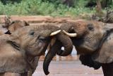 Две младенчиња на слон се поздравуваат едно со друго